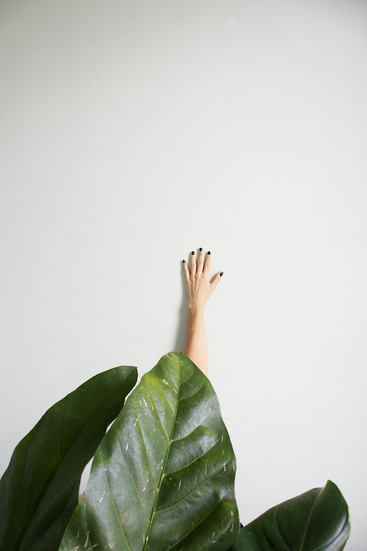 organic social media reach